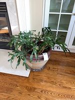 View of the entire live Christmas cactus plant in glazed ceramic pot on wooden floor near fireplace and door.