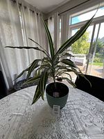 Full view of Dracaena plant in teal pot on table