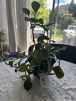 Full view of Peperomia obtusifolia in pot on table