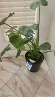 Elephant ear plant with large green leaves in black planter with small glass bird on soil, next to window blinds.