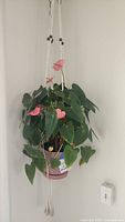 Hanging pink anthurium plant in mauve pot with white macrame hanger and wooden beads in corner against white wall.