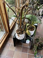 Three orchid plants in white ceramic pots with visible browning and dryness in leaves and stems displayed on and around a black metal stool in front of window.
