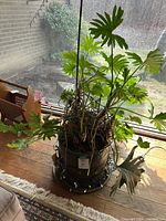 Large philodendron plant sitting on wood floor near window. String lights wrapped around pot base.