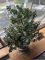 Front view of jade plant by window showing overall size and foliage