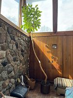 Tall octopus tree plant with slender trunk and green leaves at the top, indoors next to a stone wall and wood paneling.