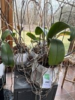 Four orchid plants with broad green leaves in white ceramic pots with metal flower support stakes, indoor near window
