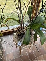 Orchid plant with large green leaves and extensive aerial roots in a white medium on a wooden plant stand seen from above.