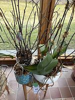 Two orchid plants with aerial roots in separate ceramic pots on a wooden plant stand by a window.
