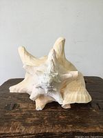 Front view of a large conch shell placed on a wooden surface, showing its spikes and worn texture.