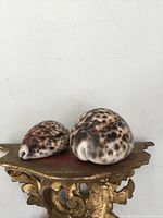 Front view of two spotted cowrie shells on a carved wooden pedestal, showing size and surface pattern.
