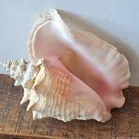 Large natural conch shell positioned to show pink glossy interior and rough textured exterior