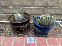 Two ceramic planters side by side on outdoor ground with cacti inside, showing both items in the lot.
