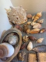 Wide view of seashell collection showing multiple shells of various sizes and types arranged on fabric surface