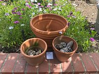 Trio of terracotta plant pots arranged outside on brick, two smaller pots contain pine cones