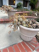 Two large beige plastic outdoor planter pots with living succulents, placed on a brick-lined concrete surface near a garden area.
