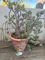 Full view of large succulent plant growing in terracotta pot, showing the full size and condition of the plant and planter.
