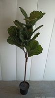 Full view of the 56 inch tall artificial fiddle leaf fig plant in a black pot against a white vertical panel backdrop.