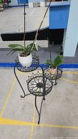 Photo of two orchid plants on a black decorative iron three-tier plant stand.