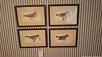 Four bird prints framed in black plastic frames arranged in a 2x2 grid against striped wallpaper