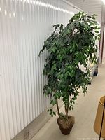 Full view of the tall artificial ficus tree placed against a white corrugated wall and a concrete floor, showing the overall height and leafy body.