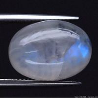 Oval cabochon moonstone held with tweezers on a white background showing translucency and blue sheen.