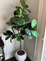 Full view of artificial fiddle-leaf fig tree showing height, leaves, and pot.