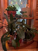 Five indoor plants including Christmas cactus and foliage plants in various ceramic and plastic pots placed on a wooden shelf by a window.