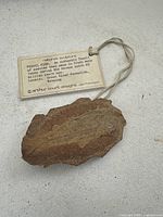 Fossil fish in rock with certificate tag attached, showing origin and age details