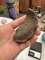 Photo of a hand holding the fossilized whale ear bone, showing a kidney-shaped, dark brown bone with a rough textured surface and visible cracks.