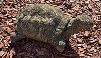 Concrete turtle/tortoise garden figurine shown in natural outdoor setting on mulch with visible texture and shape details.