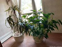 View of both faux plants and their white ceramic pots filled with gravel, displayed near a window with natural light.
