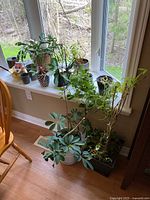 Live indoor plants placed on and near windowsill; includes plants in various pots, with a mix of leafy and trailing plants.