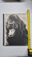 Front cover of the Gentle Giants book showing a close-up photo of a dog's face and a measuring tape indicating the height of the book.
