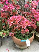 Photo showing a large pink bougainvillea plant with abundant blooms in a 16 x 20 inch terra-cotta pot, noted as heavy and thorny.