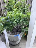 Full view of the large green leafy plant in the concrete planter pot.