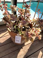 Succulent plant with multiple rosettes and flower stalks in terra-cotta pot placed on wooden deck by pool.