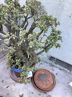 Succulent plant in a terra-cotta pot with two terra-cotta saucers on the ground beside it, showing plant height, pot size, and condition.