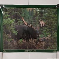 Full view of the Algonquin Park moose poster with visible green border and printed title at bottom.
