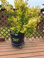 Overall view of black plastic plant pot with leafy plant on wooden deck against lattice background