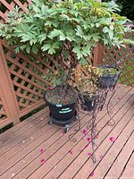 Full view of potted tree with pot on rolling dolly and two wire plant stands