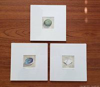 Three small watercolour paintings of NZ beach shells, matted to 8x8 inches, showing all three artworks together from above on wooden floor.