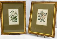 Two framed botanical prints side by side, each in wooden frames with green mats and measures 13.5 x 18 inches overall.