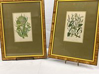 Two framed botanical prints shown side by side on a white surface, both with wood-toned frames and green mats.
