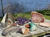 Overview of all seven specimens arranged on outdoor wooden surface