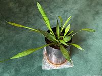 Side view of Sansevieria Fernwood Snake Plant in a tall brushed stainless steel cylindrical planter placed on green carpet.