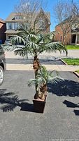 Full view of the artificial palm tree showing height and overall shape, with dark square pot and two trunks with palm fronds.