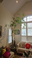 Tall live Money Tree plant with braided trunk in a green ceramic pot with stand, placed in a living room next to window and couch.