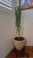 Full view of live ponytail palm house plant with ceramic pot and wooden stand in corner of room.