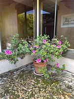 Full view of the large azalea plant in a terracotta pot showing pink flowers and green foliage with some bare branches. Plant sits on a white saucer outdoors near a building corner.