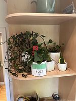 Shelf view of 5 plants in pots including a trailing vine plant, flowering plant, and succulents
